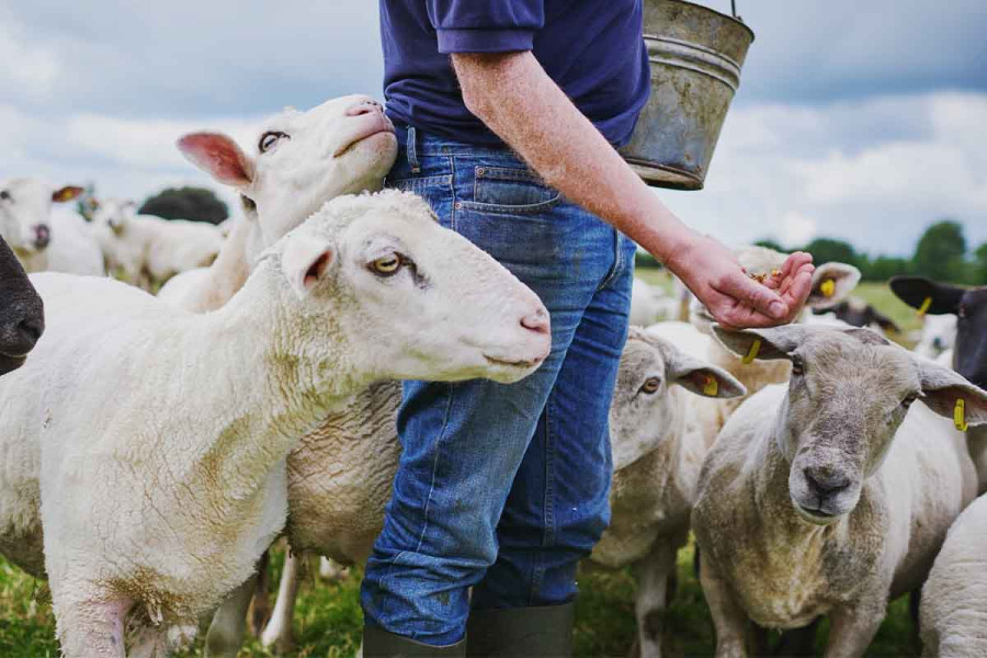 Ενημερωτική συνάντηση κτηνοτρόφων στη Σκύρο για την ευλογιά αιγοπροβάτων – Κάλεσμα από τον Δήμο