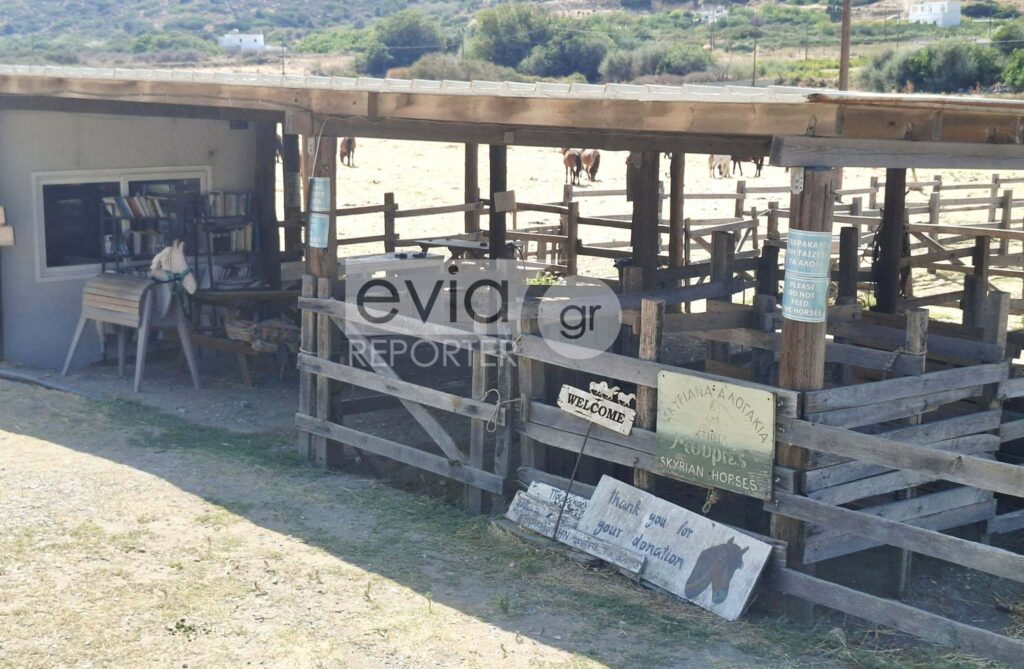 Σκύρος: Σήμα κινδύνου για τα σκυριανά αλογάκια – Μόλις 180 έχουν απομείνει στο νησί